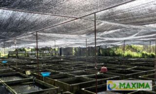 paranet untuk kolam ikan